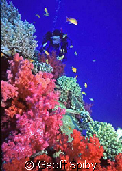 soft corals on the Ghiannis D
Nikonos 4 with 15mm lens
... by Geoff Spiby 